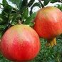 20 PCS Seeds Rare Sochi Dwarf Light Red Yellow Sweet Pomegranate Shrub Fruit