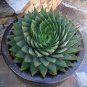 100 PCS Seeds Rare Spiral New Bonsai Succulents Bonsai