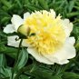 5 PCS Seeds Rare Spring Coming White Yellow Peony Seedlings Flower