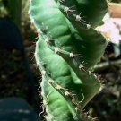 100 PCS Seeds Rare Spiral New Plant Succulents Bonsai 100 PCS Seeds Rare Spiral New Plant Succulents Bonsai