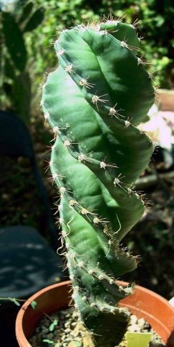 100 PCS Seeds Rare Spiral New Plant Succulents Bonsai