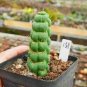 100 PCS Seeds Rare Spiral New Plant Succulents Bonsai