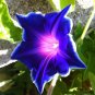 100 PCS Seeds Rare Star Petunia Blue Bonsai Garden and Patio Potted Plant Morning Glory