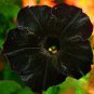 100 PCS Seeds Rare Star Petunia Blue Bonsai Garden and Patio Potted Plant Morning Glory Flowers