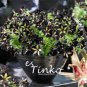 100 PCS Seeds Rare Star Petunia Blue Bonsai Garden and Patio Potted Plant Morning Glory Flowers