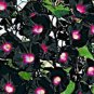 100 PCS Seeds Rare Star Petunia Blue Bonsai Garden and Patio Potted Plant Morning Glory Flowers
