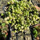 100 PCS Seeds Rare String of Pearls Big Succulent Senecio Rowleyanus Flower