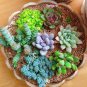 500 PCS Seeds Rare Succulent Planter