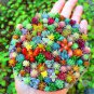 500 PCS Seeds Rare Succulent Planter