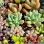 100 PCS Seeds Rare Succulent Planter Garden Decoration Lithops Seed Garden Flower