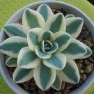 100 PCS Seeds Rare Succulents Bonsai Orostachys