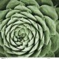 100 PCS Seeds Rare Succulents Bonsai Orostachys