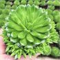 100 PCS Seeds Rare Succulents Bonsai Orostachys