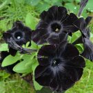 100 PCS Seeds Rare Super Black Cat Petunia Flower