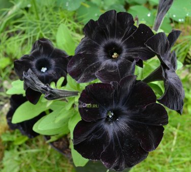100 PCS Seeds Rare Super Black Cat Petunia Flower