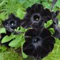 100 PCS Seeds Rare Super Black Cat Petunia Flower