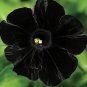 100 PCS Seeds Rare Super Black Cat Petunia Flower