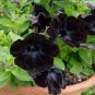 100 PCS Seeds Rare Super Black Cat Petunia Flower