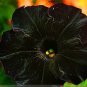 100 PCS Seeds Rare Super Black Cat Petunia Flower
