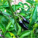 30 PCS Seeds Rare Super Black Hot Chili Pepper