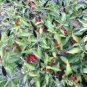 30 PCS Seeds Rare Super Black Hot Chili Pepper