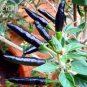 30 PCS Seeds Rare Super Black Hot Chili Pepper