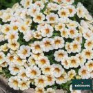 100 PCS Seeds Rare Superbells Frostfire Calibrachoa Petunia Annual Flower