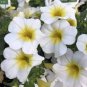 100 PCS Seeds Rare Superbells Frostfire Calibrachoa Petunia Annual Flower