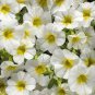 100 PCS Seeds Rare Superbells Frostfire Calibrachoa Petunia Annual Flower