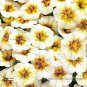 100 PCS Seeds Rare Superbells Frostfire Calibrachoa Petunia Annual Flower