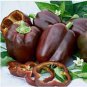 50 PCS Seeds Rare Sweet Chocolate Pepper
