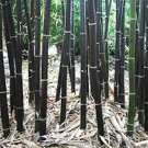 35 PCS Seeds Rare Taihang Black Bamboo