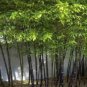 35 PCS Seeds Rare Taihang Black Bamboo