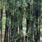 35 PCS Seeds Rare Taihang Black Bamboo