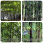 35 PCS Seeds Rare Taihang Black Bamboo