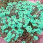 50 PCS Seeds Rare the Himalayas Green Ball Flax