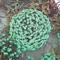 50 PCS Seeds Rare the Himalayas Green Ball Flax
