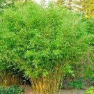 10 PCS Seeds Rare Tianshan Umbrella Bamboo Perennial Evergreen Plants 10 PCS Seeds Rare Tianshan Umbrella Bamboo Perennial Evergreen Plants