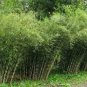 10 PCS Seeds Rare Tianshan Umbrella Bamboo Perennial Evergreen Plants