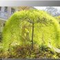10 PCS Seeds Rare Tianshan Umbrella Bamboo Perennial Evergreen Plants