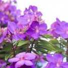 100 PCS Seeds Rare Tibouchina Seecandra Bonsai Potted Plants Flowers Bonsai 100 PCS Seeds Rare Tibouchina Seecandra Bonsai Potted Plants Flowers Bonsai