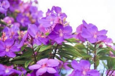 100 PCS Seeds Rare Tibouchina Seecandra Bonsai Potted Plants Flowers Bonsai