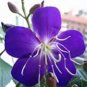 100 PCS Seeds Rare Tibouchina Seecandra Bonsai Potted Plants Flowers Bonsai
