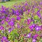 100 PCS Seeds Rare Tibouchina Seecandra Bonsai Potted Plants Flowers Bonsai