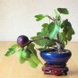 100 PCS Seeds Rare Tropical Mini Fig Tree Bonsai Plant Rare Fruit