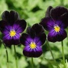 20 PCS Seeds Rare Wavy Purple Black Pansy Flowers