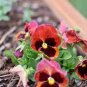 20 PCS Seeds Rare Wavy Purple Black Pansy Flowers