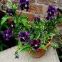 20 PCS Seeds Rare Wavy Purple Black Pansy Flowers
