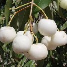 10 PCS Seeds Rare White Apple-berry Vine Organic 10 PCS Seeds Rare White Apple-berry Vine Organic