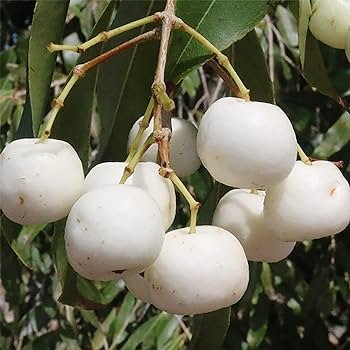 10 PCS Seeds Rare White Apple-berry Vine Organic